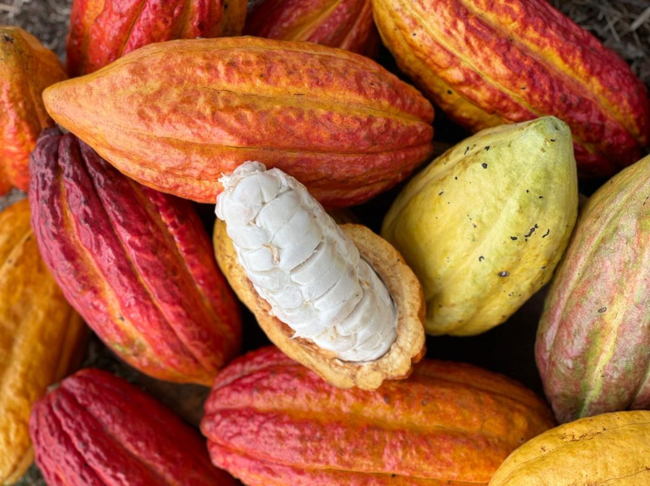 Conheça a origem dos Chocolates da Divine: chocolates sustentáveis produzidos com cacau amazônico
